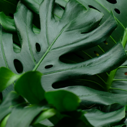 What is wrong with my Monstera deliciosa?