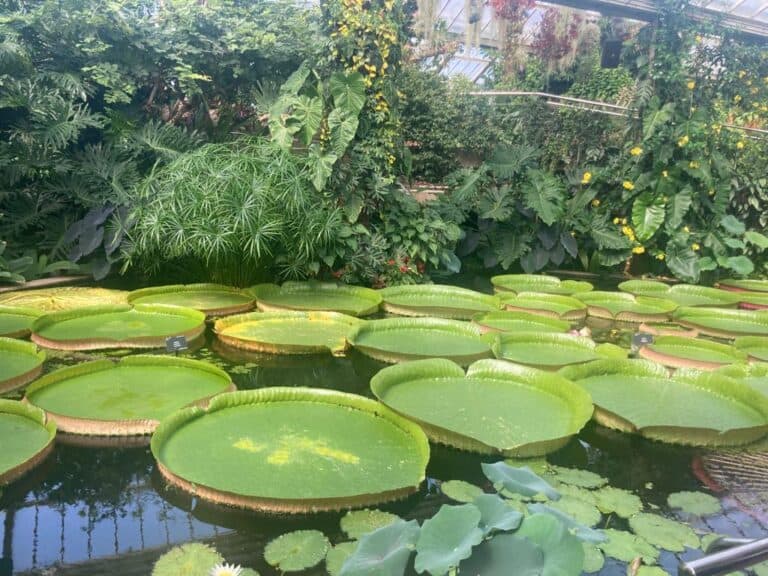The largest water lily in the world – The Bolivian water lily